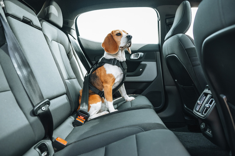 Thule Hundegeschirr L
